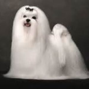 Meet your Posher, Cecelia